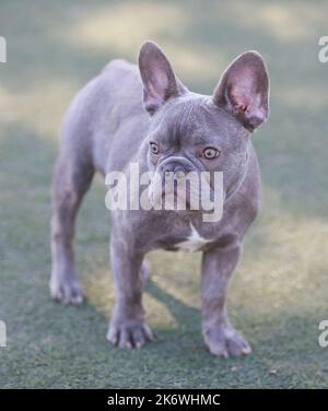 5 mois-Frenchie lilas Puppy mâle. Parc pour chiens hors-laisse dans le nord de la Californie. Banque D'Images