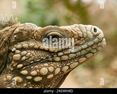 Cymura nubila - yman îles Ground iguana Banque D'Images