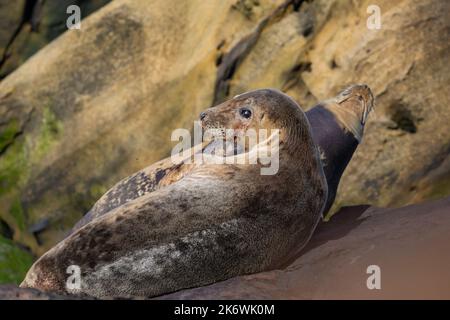 Phoques gris Halichoerus grypus reposant et bronzant sur les rochers de Ravenscar, sur la côte nord-est du Yorkshire, Royaume-Uni Banque D'Images