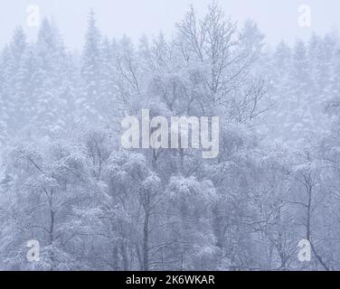 Belle image de paysage simple d'arbres couverts de neige pendant la chute de neige en hiver sur les rives du Loch Lomond en Écosse Banque D'Images