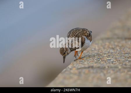 Turnstone Arenaria interprète un oiseau à gué de taille moyenne qui se nourrit des défenses de la paroi de la mer à Walcott, dans le nord-est de Norfolk, au Royaume-Uni Banque D'Images