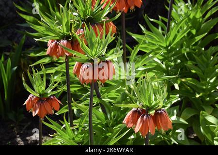 Fleurs de tétras de noisette illuminées par le soleil sur un fond flou de tiges vertes et d'herbe Banque D'Images