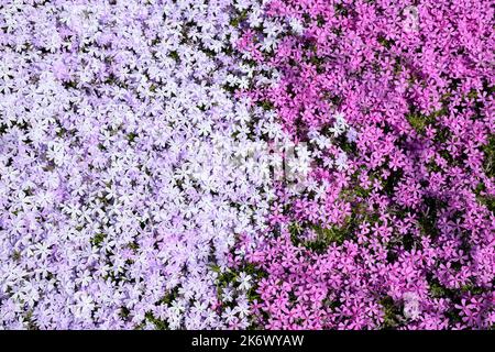 Phlox fleurit sur tout le cadre, mais dans différentes nuances de pourpre. Couleur partagée au milieu Banque D'Images