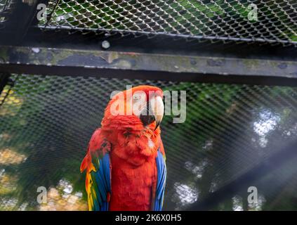 Scarlet Macaw (Ara macao) dans une volière Banque D'Images