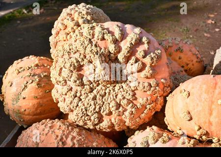 Grande courge orange « Galeux d'Eysines » avec verrues Banque D'Images