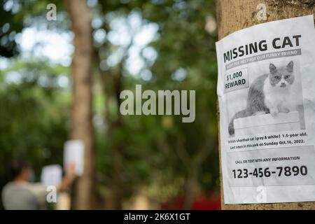 homme collant des flyers et cherchant un chat manquant dans un parc Banque D'Images