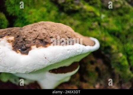 Champignons sur l'écorce des arbres. Champignons de tablette blanche polypore sur l'écorce de l'arbre macro. Banque D'Images