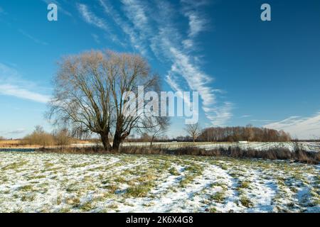 Paysage d'hiver avec un grand arbre et une prairie enneigée Banque D'Images