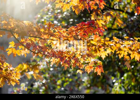Beaux premiers signes de l'automne matin avec des feuilles de couleur vive avec le soleil. Banque D'Images