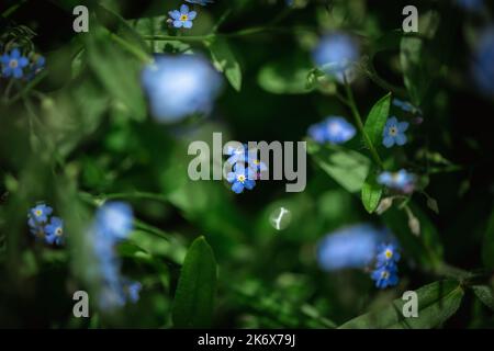 magnifiques fleurs bleues oubliées. nature, été, fond naturel, gros plan, macro Banque D'Images