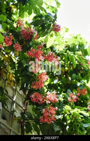 Combretum indicum, également connu sous le nom de réducteur de vitesse rampante de Rangoon Banque D'Images