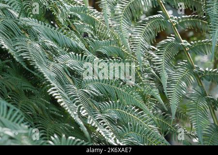 Fern de chaîne géante aux jardins de Kew Banque D'Images