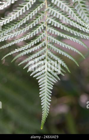 Fern de chaîne géante aux jardins de Kew Banque D'Images