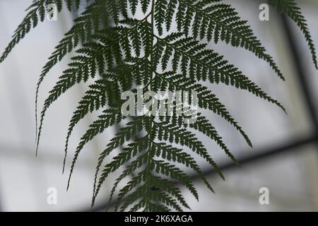 Fern de chaîne géante aux jardins de Kew Banque D'Images