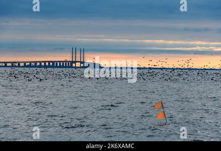 Pont Öresund avec troupeau de grands cormorans (halacrocorax carbo carbo) vus de Dragör (Sjelland, Danemark). Banque D'Images