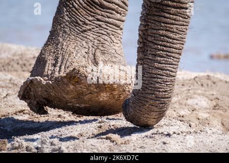 Pied d'éléphant (Loxodonta africana) Banque D'Images