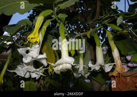 Gros plan de la fleur d'une fleur d'arborea brugmansia blanche, également appelée trompette d'ange Banque D'Images