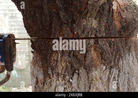 Tronçonneuse en action pour couper le bois. L'ouvrier coupe un tronc d'arbre en rondins avec une scie. Gros plan d'une scie en mouvement, sciure volante sur les côtés. Boiseries Banque D'Images