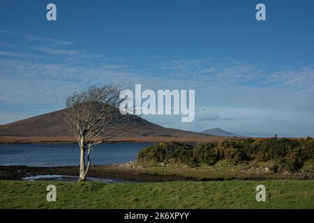 Arbre solitaire à l'automne, sur les rives de la baie de Blacksod, dans la région de Ballycroy. À droite, au loin, la montagne de Slievemore sur l'île d'Achill. Banque D'Images