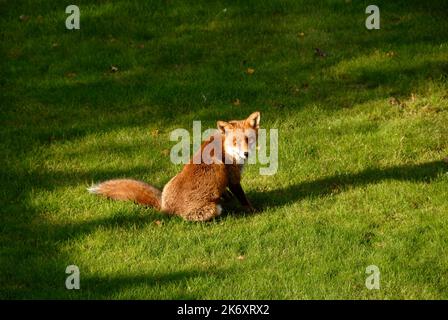 Fox assis sur la pelouse dans le jardin de banlieue intérieur privé, Kent, Angleterre Banque D'Images