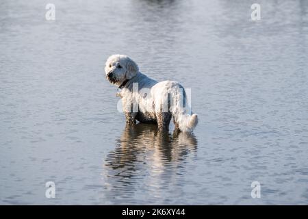 16 octobre 2022 : un chien labradoodle qui se rafraîchi dans un lac, Londres, Angleterre Banque D'Images