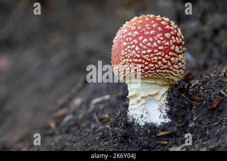 Une mouche agarique émerge du fond de la forêt en automne Banque D'Images