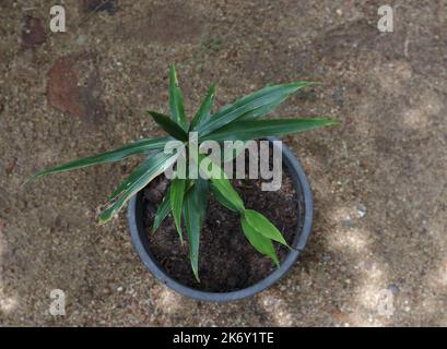 Vue en hauteur d'une usine de Ginger (Zingiber officinale) poussant en pot en plastique noir dans le jardin de la maison Banque D'Images