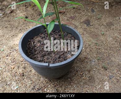 Sol foncé avec une fertilité plus élevée sur un contenant en plastique noir avec une plante plantée de gingembre (Zingiber officinale) Banque D'Images