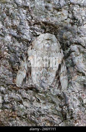 Sad Underwing Moth (Catocala maestosa) se cachant sur l'écorce du magnolia, Galveston, Texas, États-Unis. Banque D'Images