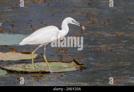 Jeune petit héron bleu (Egretta caerulea) chasse au marais forestier, parc régional de Brazos Bend, Needville, TX, États-Unis. Banque D'Images