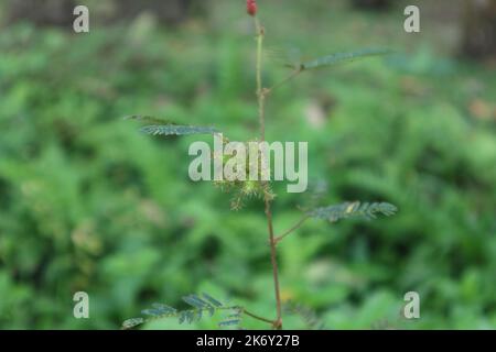 Gros plan d'un groupe de graines immatures et poilues d'une plante sensible (Mimosa Pudica) également connue sous le nom de plante Nidikumba Banque D'Images