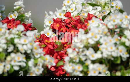 Begonias blanc et rouge. Gros plan des begonias à forte floraison. Petites fleurs blanches et rouges. Banque D'Images