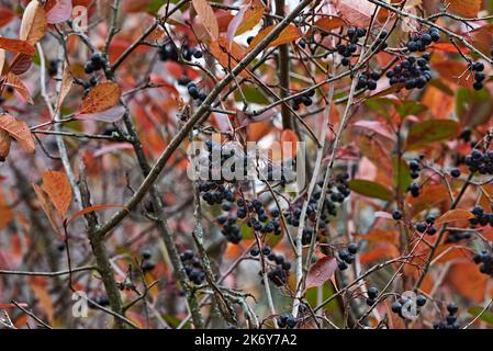 À l'automne, les baies de la cendre de montagne à fruits noirs sont accrochées en grappes sur les branches. Les feuilles sont tombées de la brousse. Les branches s'entrelacent Banque D'Images