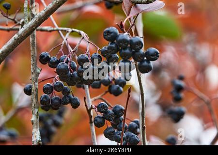 À l'automne, les baies de la cendre de montagne à fruits noirs sont accrochées en grappes sur les branches. Les feuilles sont tombées de la brousse. Les branches s'entrelacent Banque D'Images