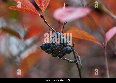 À l'automne, les baies de la cendre de montagne à fruits noirs sont accrochées en grappes sur les branches. Les feuilles sont tombées de la brousse. Les branches s'entrelacent Banque D'Images