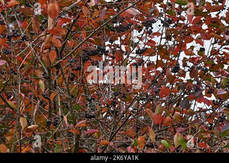 À l'automne, les baies de la cendre de montagne à fruits noirs sont accrochées en grappes sur les branches. Les feuilles sont tombées de la brousse. Les branches s'entrelacent Banque D'Images