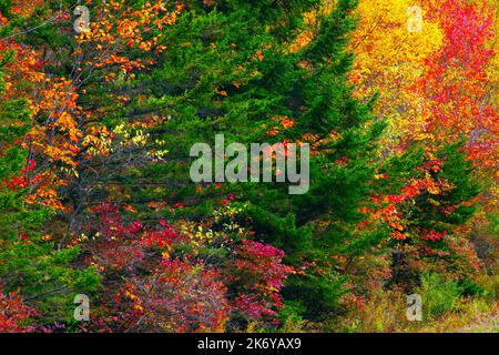 Feuillage d'automne dans une forêt mixte de feuillus du nord dans les montagnes Pocono de Pennsylvanie Banque D'Images