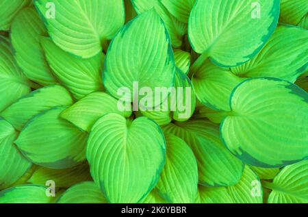 HostA Leaves 'verre à verre' Banque D'Images