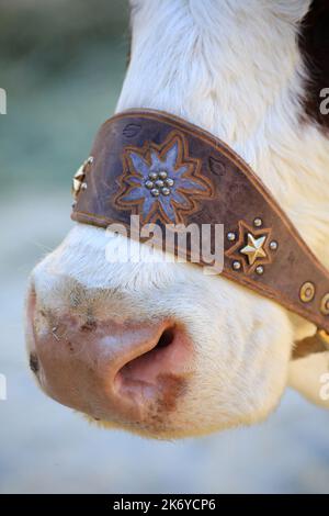 Harnais en cuir sur les naseaux d'une vache. Saint-Gervais-les-bains. Station de sports d'hiver. Haute-Savoie. Auvergne-Rhône-Alpes. France. Europe. Banque D'Images