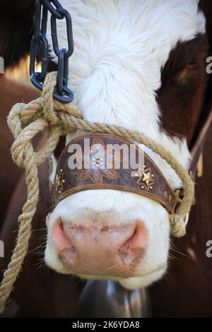 Corde et harnais en cuir sur les naseaux d'une vache. Saint-Gervais-les-bains. Station de sports d'hiver. Haute-Savoie. Auvergne-Rhône-Alpes. France. Banque D'Images