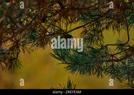 Automne jour nuageux. Branches de pin sur le fond d'un arbre à feuilles caduques jaunes. Les cônes de pin pendent sur les branches, les aiguilles sont épaisses, les aiguilles Banque D'Images