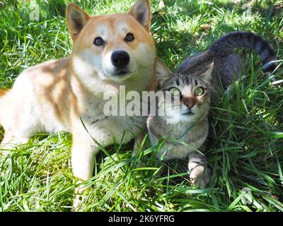 Shiba Inu chiot et son ami rayé chaton Banque D'Images