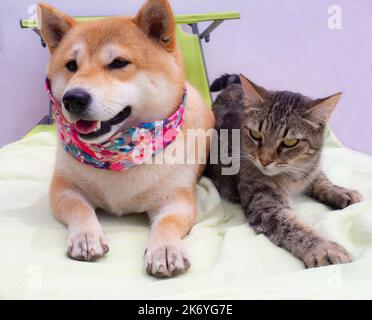 Shiba Inu chiot et son ami rayé chaton Banque D'Images