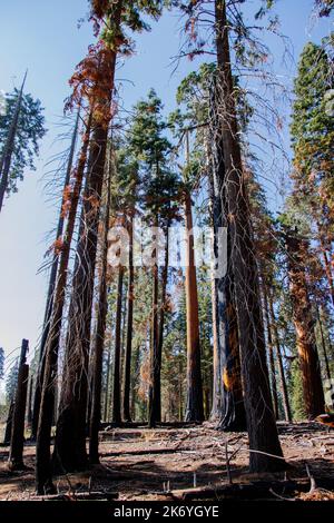 Séquoias brûlés dans le parc national de Sequoia après un énorme feu de forêt à l'été 2022 Banque D'Images