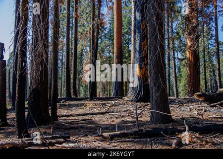 Séquoias brûlés dans le parc national de Sequoia après un énorme feu de forêt à l'été 2022 Banque D'Images