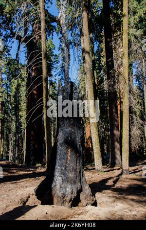 Séquoias brûlés dans le parc national de Sequoia après un énorme feu de forêt à l'été 2022 Banque D'Images