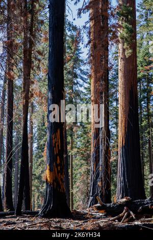 Séquoias brûlés dans le parc national de Sequoia après un énorme feu de forêt à l'été 2022 Banque D'Images