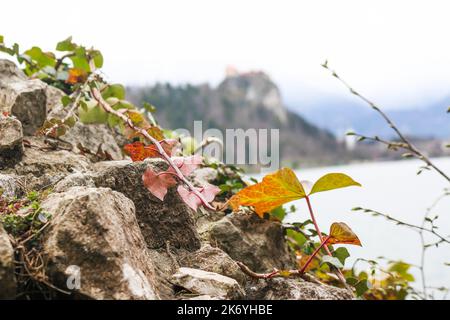 Gros plan des feuilles du lac Bled, Slovénie Banque D'Images