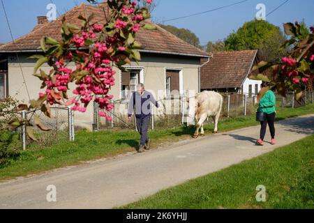 couple local marchant leur vache laitière au pâturage à travers un petit hameau rural voie zala comté hongrie Banque D'Images