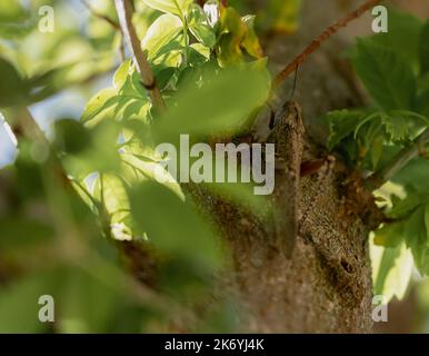 Gros plan d'un criquet pèlerin (Locusta migratoria) Banque D'Images
